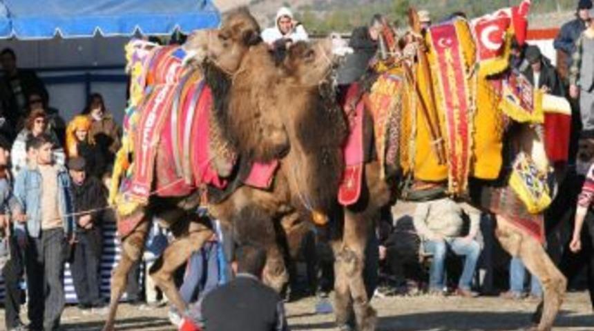 Deve G&uuml;reşleri Tarihleri Belirlendi