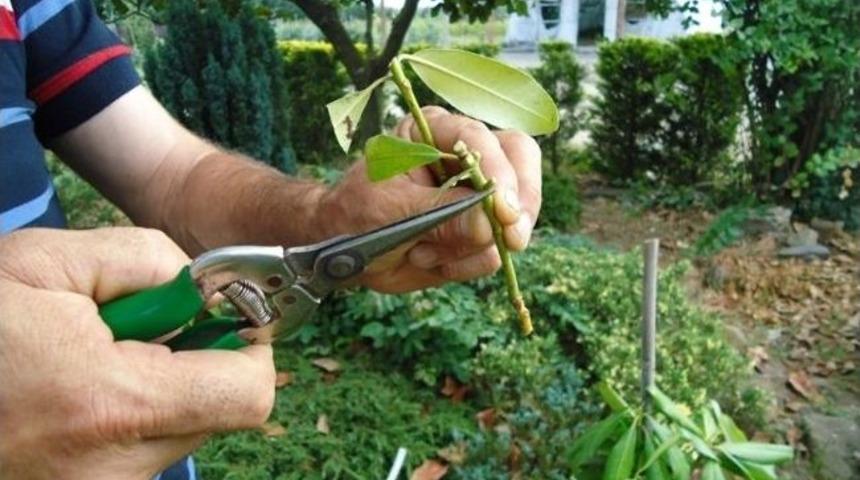 Orman G&uuml;l&uuml; &Uuml;retimi İ&ccedil;in Denemeler Başladı