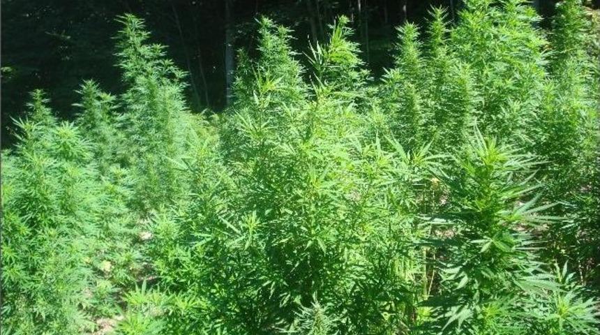 Jandarmadan Uyuşturucu Operasyonları