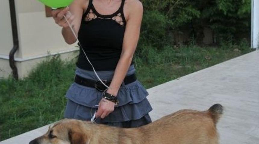 Sokak Hayvanlarından Balonlu Eylem