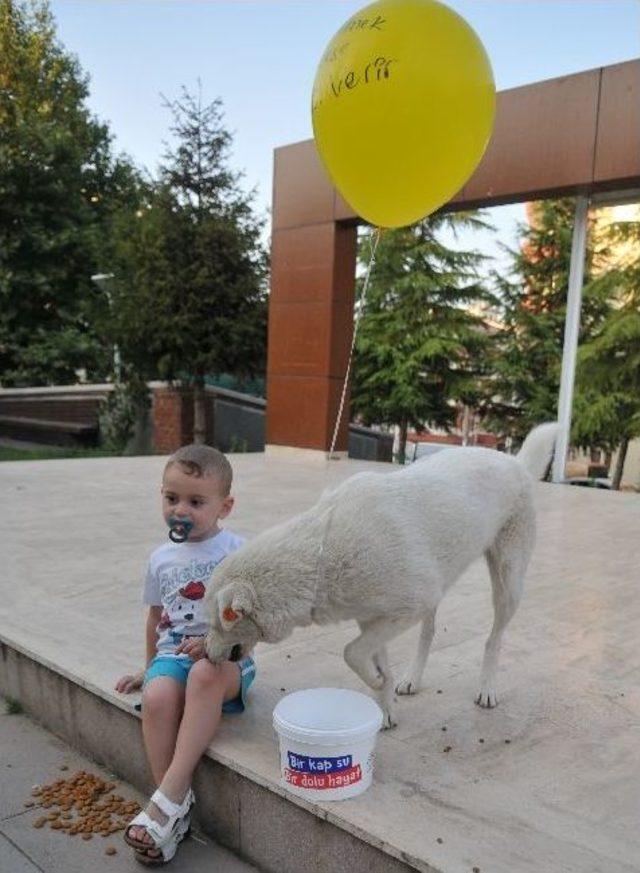 Sokak Hayvanlarından Balonlu Eylem