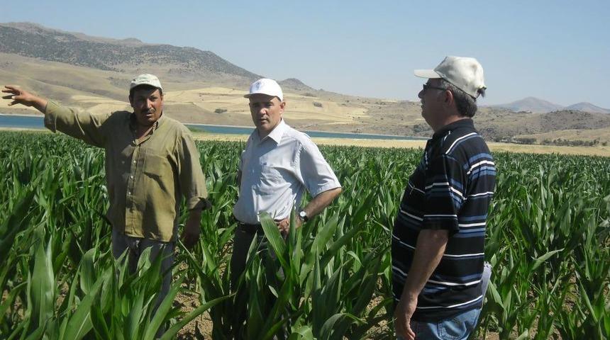 Kırıkkale'de 24 &Ccedil;eşit Mısır Demonstrasyonu Kuruldu