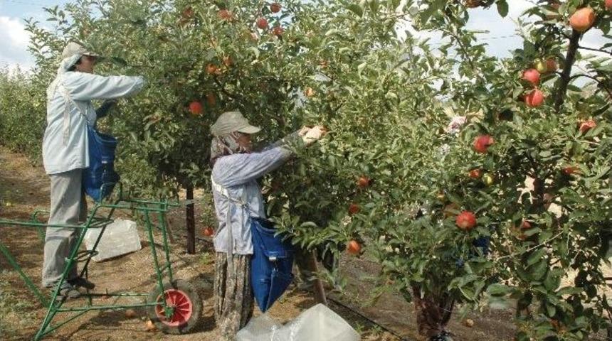 Elma &Uuml;reticileri Birliği Kurulmalı
