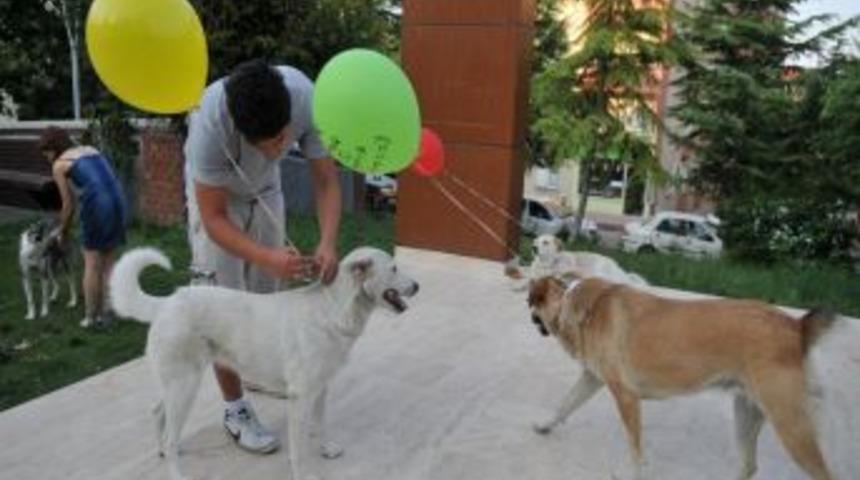 Sokak Hayvanları I&ccedil;in Balonlu Eylem