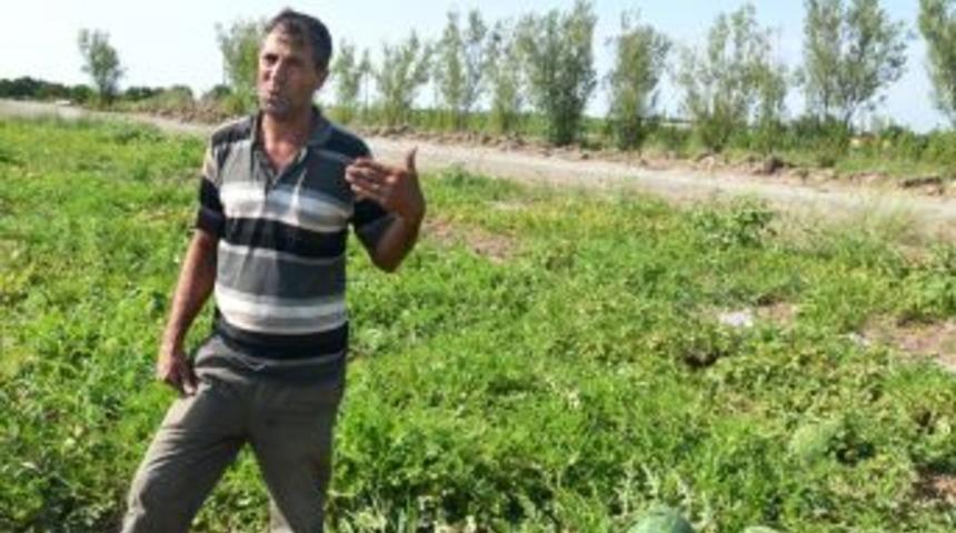 Iğdırlı &Ccedil;ift&ccedil;i, Yetiştirdiği Organik Karpuzları Avrupa'a Ihra&ccedil; Ediyor