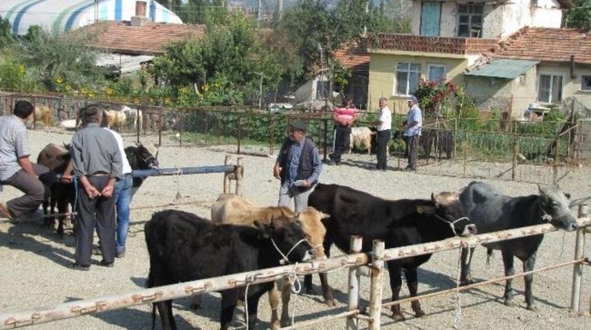 Hisarcık&rsquo;ta Yeni Hayvan Pazarı Hizmete Girdi