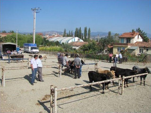 Hisarcık’ta Yeni Hayvan Pazarı Hizmete Girdi