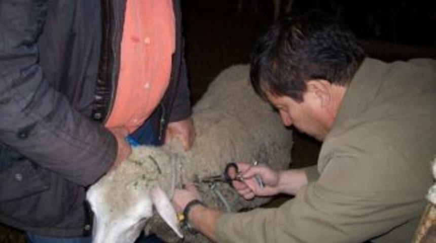 Burhaniye&rsquo;de &Ccedil;ifttırnaklı Hayvanlara Şap Aşısı