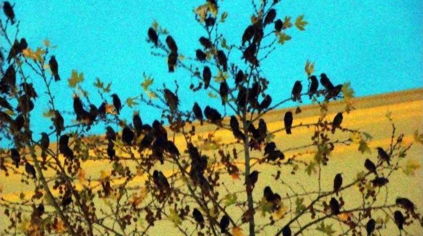 Sığırcıklardan Akşam Şovu