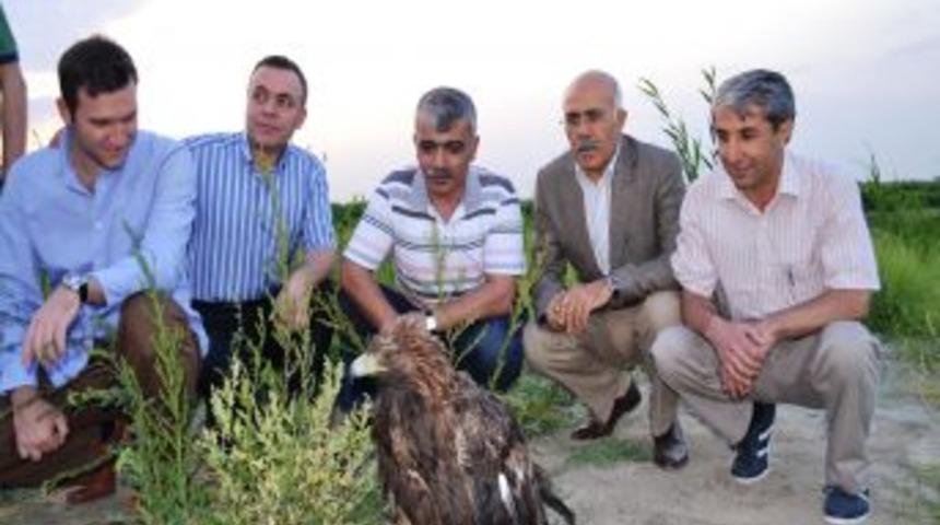 Iğdır&rsquo;da Tedavi Edilen Kaya Kartalı Doğaya Bırakıldı