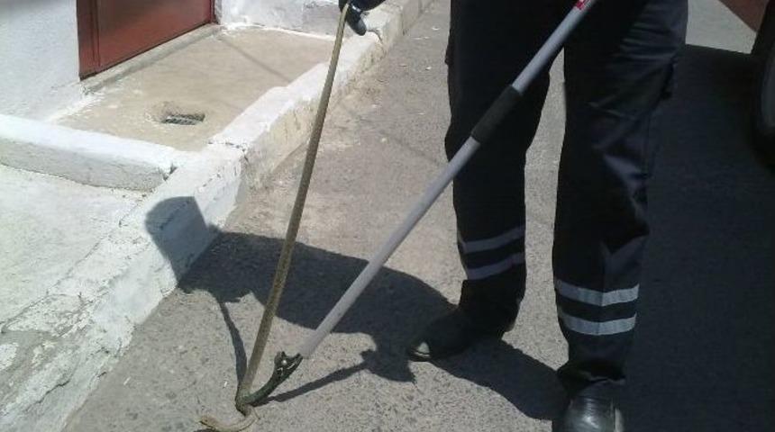 Mahallede Yılan Paniği