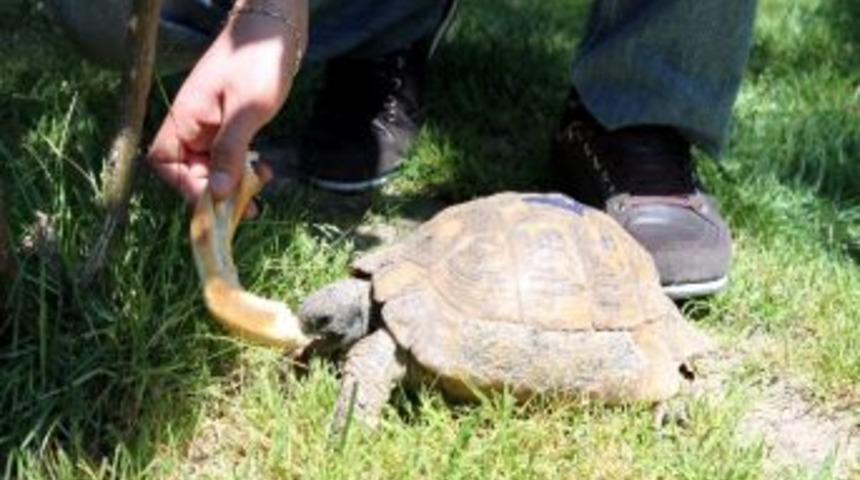 Simit&ccedil;i Kaplumbağalar