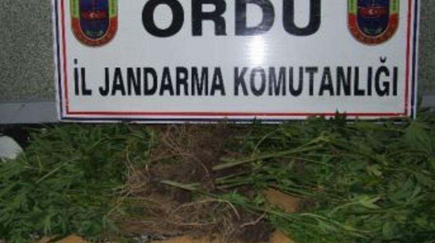 Ordu&rsquo;da Kenevir Operasyonu