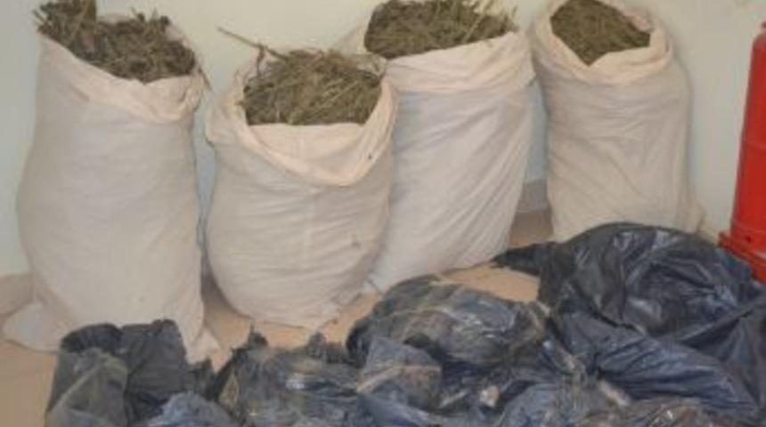 Şanlıurfa'da Esrar Operasyonu: 4 Tutuklama