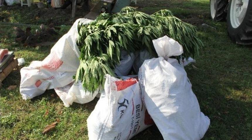 &Ccedil;arşamba&rsquo;da Esrar Operasyonu