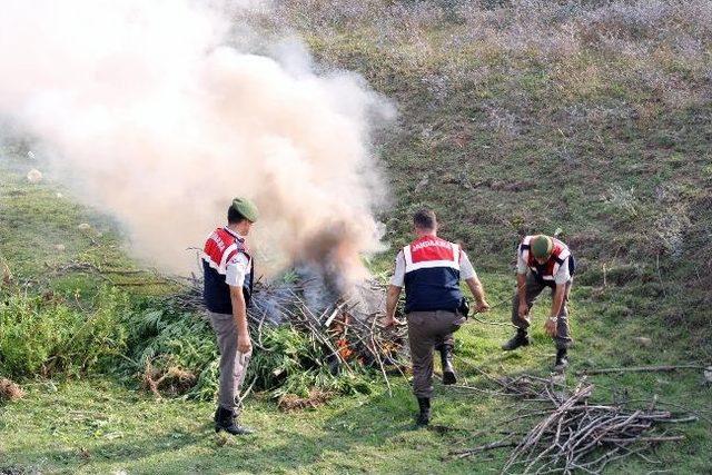 Çarşamba’da Esrar Operasyonu