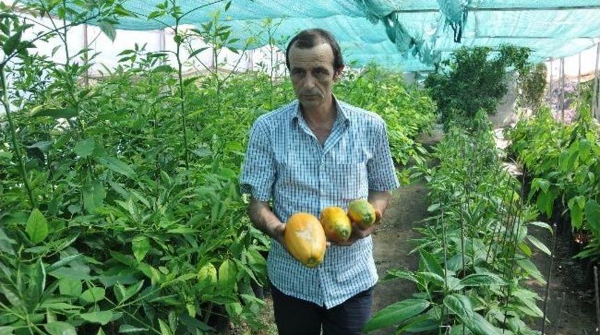 Alanya'ya Has 3 Meyveye Patent Başvurusu