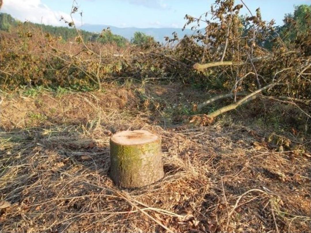 &Ouml;demiş&rsquo;li &Uuml;retici Kırmızı Erik'te Yeni Arayışlar Peşinde