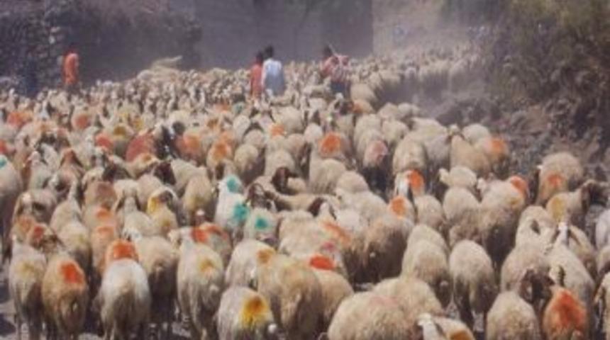 Kilis&rsquo;te Hayvansal &Uuml;r&uuml;n &Uuml;retim Değeri 24 Milyon Tl Oldu