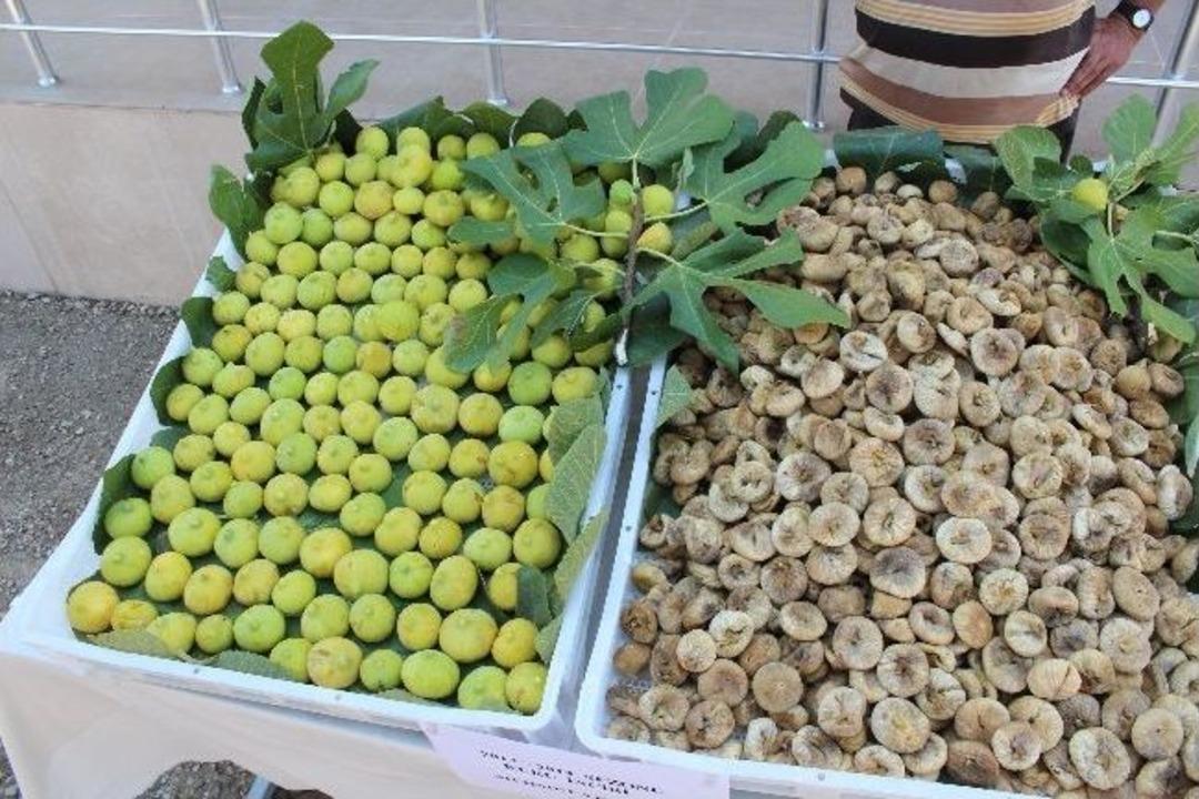 Sezonun İlk Kuru İnciri 10 Kilo&rsquo;dan Alındı