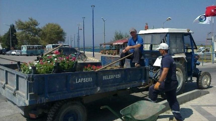 Lapseki Kordonu &Ccedil;i&ccedil;ekleniyor