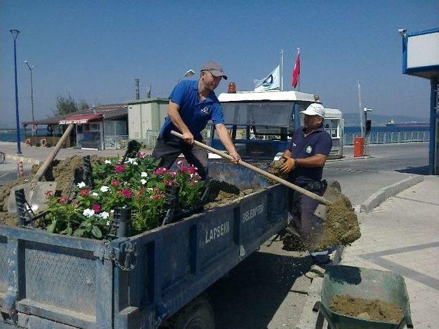 Lapseki Kordonu Çiçekleniyor