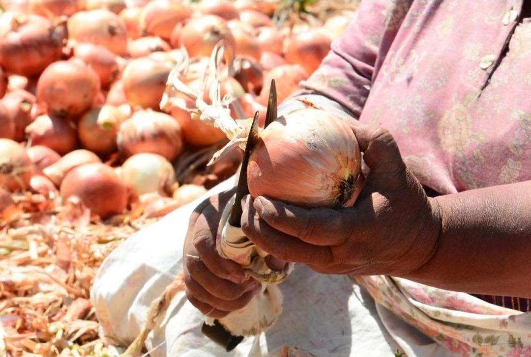 Sakarya'da Kuru Soğan Hasadı Devam Ediyor