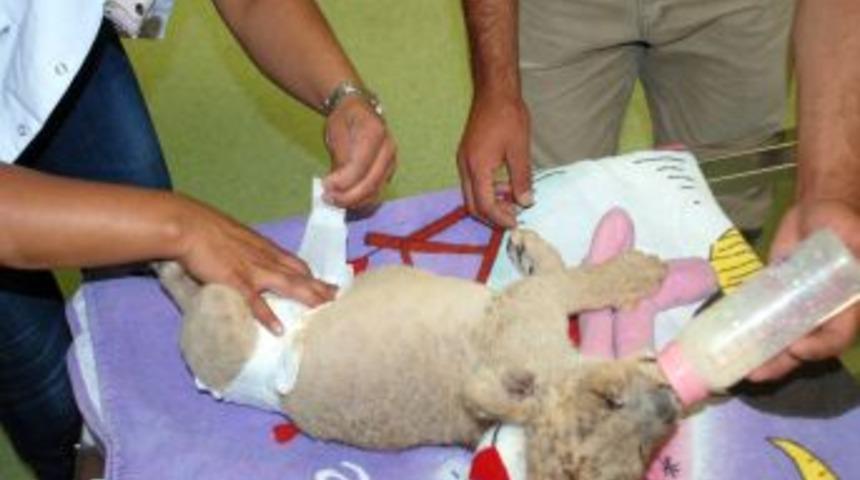 Aslan Yavrusu Hilal Biberonla Besleniyor