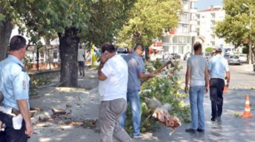 Tarih&icirc; &Ccedil;ınarın Dev Dallarından Biri Yola D&uuml;şt&uuml;