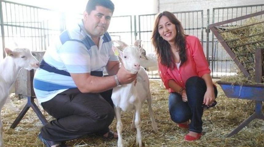 S&uuml;t Ke&ccedil;iciliğinde Bir Marka: "t&uuml;rk Saanen Ke&ccedil;ileri"