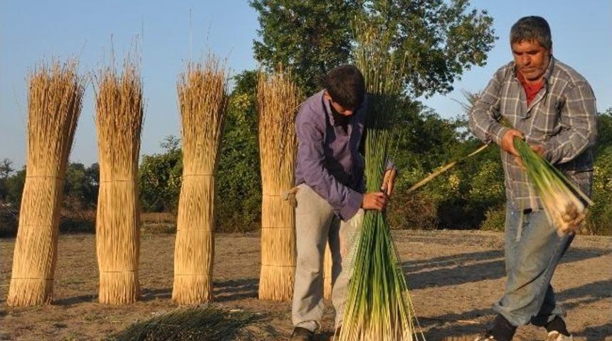 Saz Sapları Onlar İ&ccedil;in Gelir Kapısı