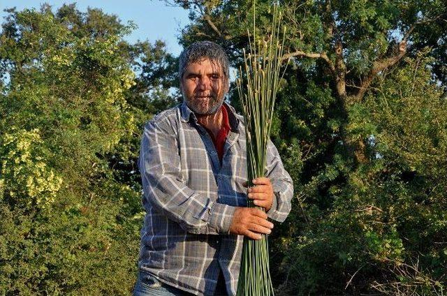 Saz Sapları Onlar İçin Gelir Kapısı