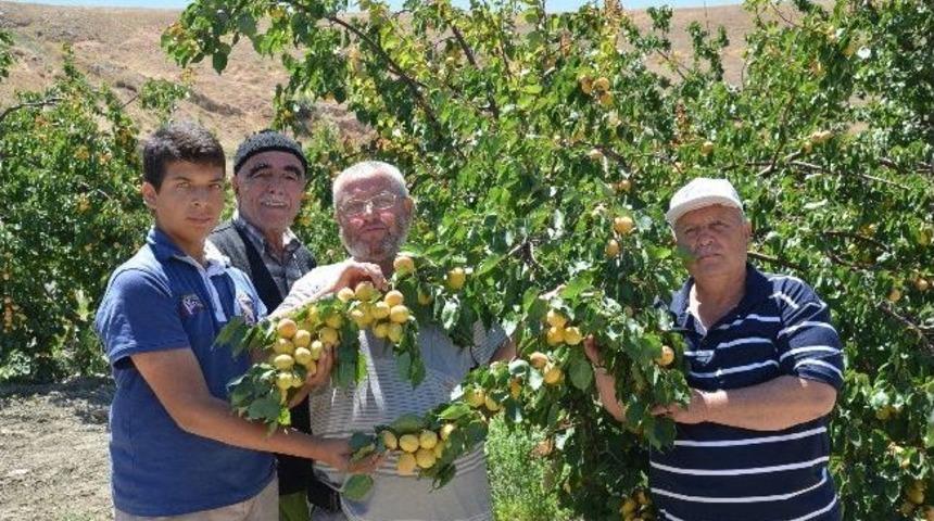Kayısı Fiyatının Artması &Uuml;reticiyi Memnun Ediyor