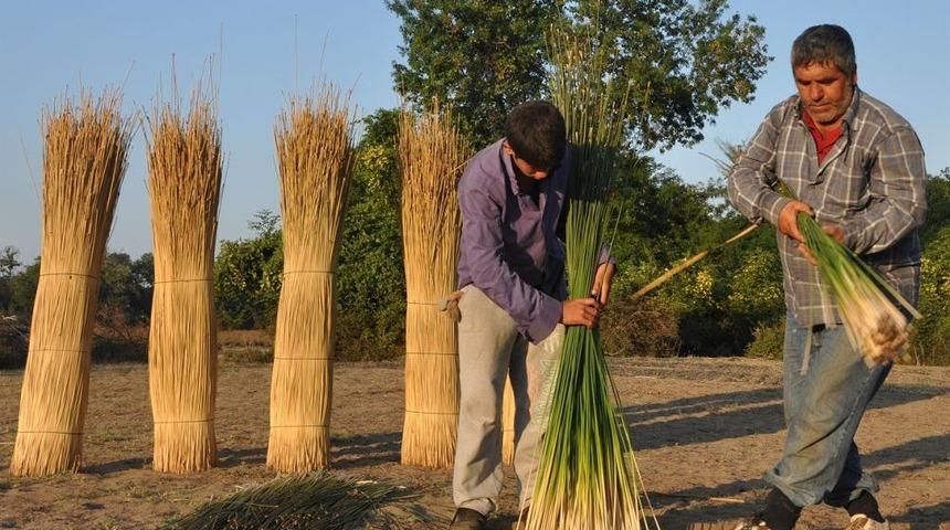 Longoz, K&ouml;yl&uuml;ye Ek Gelir Sağlıyor