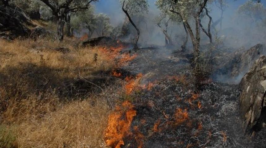 Milas'ta Arazi Yangını