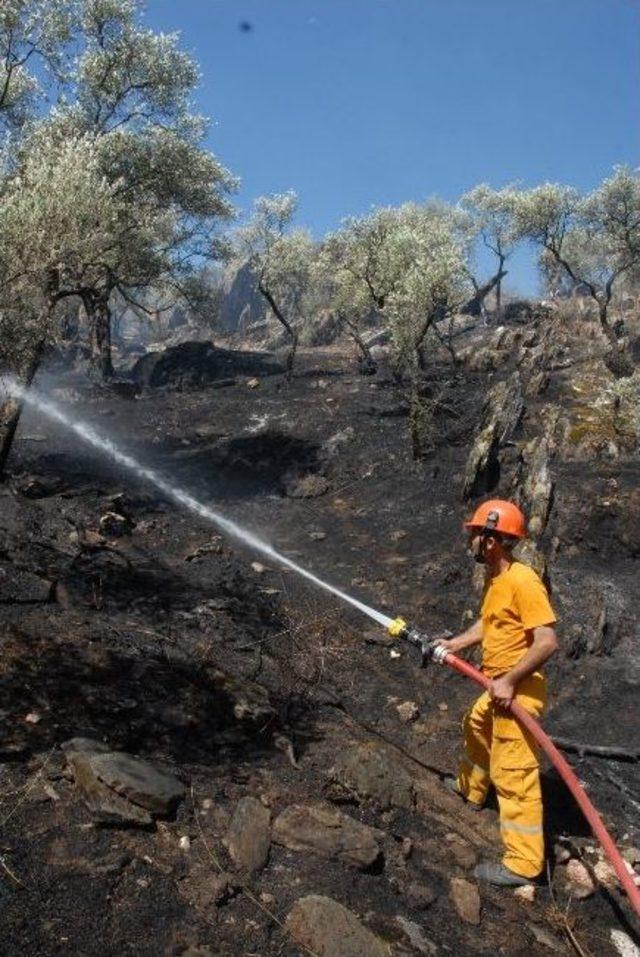 Milas'ta Arazi Yangını