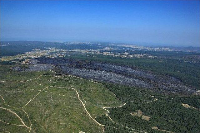 Gelibolu'nun Ciğerleri İşte Böyle Karardı