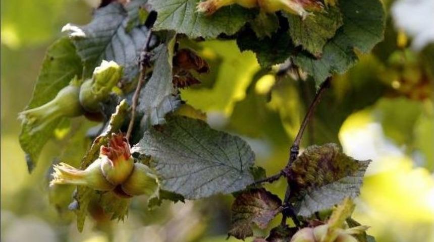 Ordu Fındığı Kurak Tehlikesi İle Karşı Karşıya