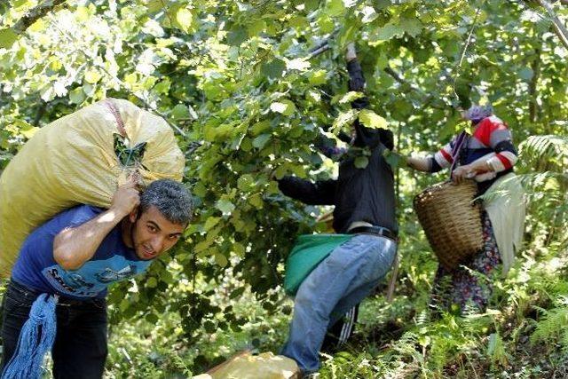 Ordu Fındığı Kurak Tehlikesi İle Karşı Karşıya