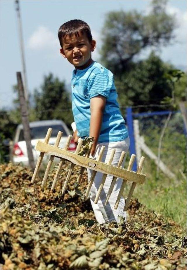 Ordu Fındığı Kurak Tehlikesi İle Karşı Karşıya