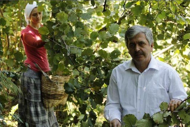 Ordu Fındığı Kurak Tehlikesi İle Karşı Karşıya