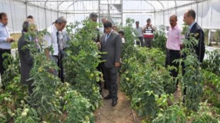 Vali Mayda Seralarda İnceleme Yaptı