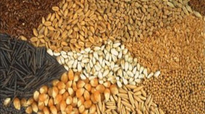 Hollanda Da Yapılan Tohum Analizleri Artık Antalya&rsquo;da Yapılıyor