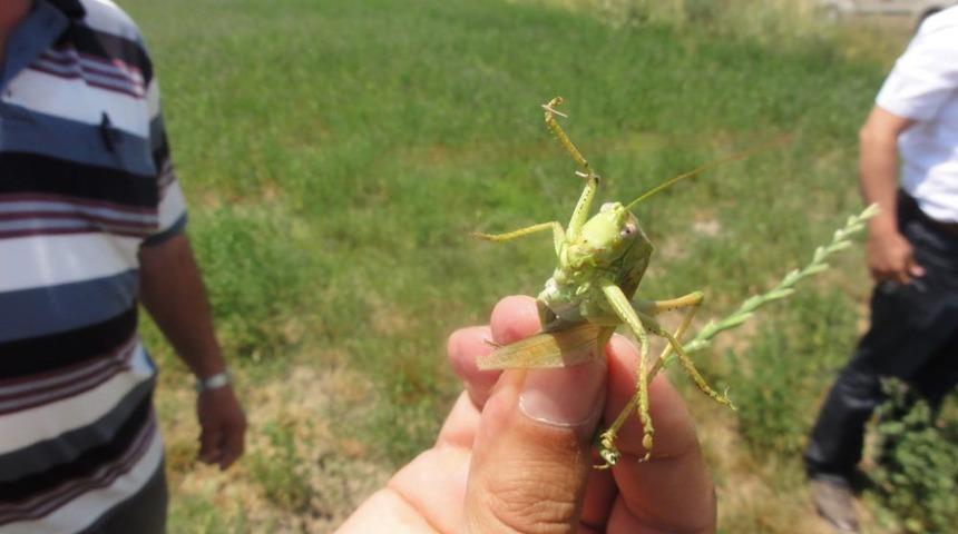 Afyonkarahisar&rsquo;da 34 Bin Dekarlık Alanda &Ccedil;ekirgeyle M&uuml;cadele Yapılacak