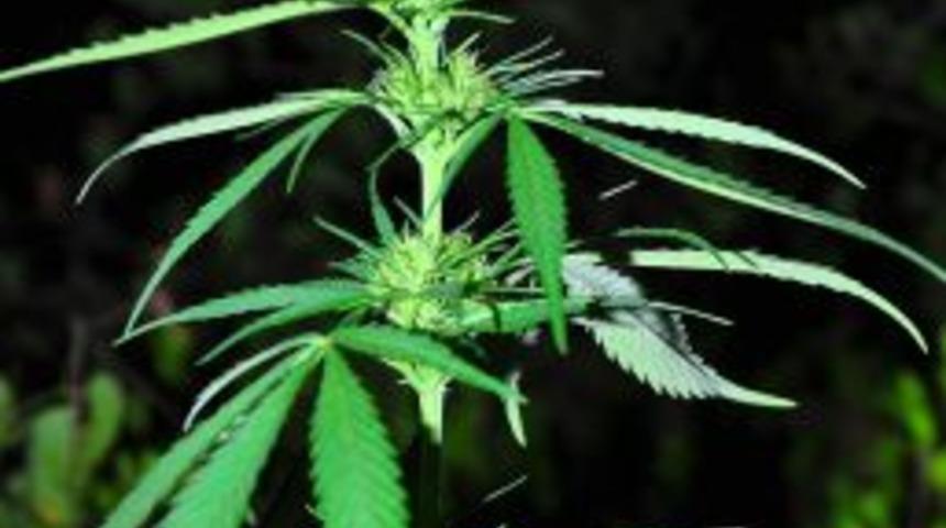 Manavgat'ta 118 K&ouml;k Dişi Hint Keneviri Ele Ge&ccedil;irildi