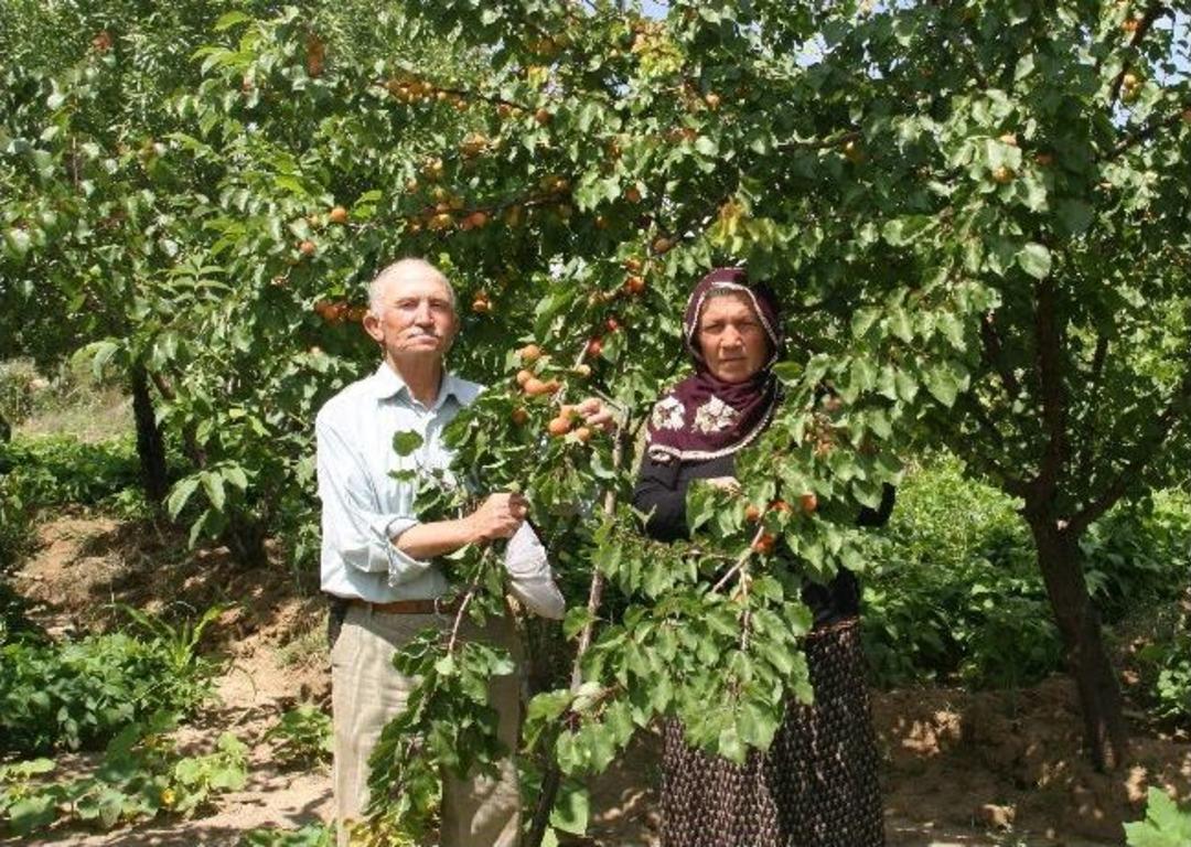 Yozgat&rsquo;ta Meyvelerde &Uuml;r&uuml;n Bolluğu Yaşanıyor