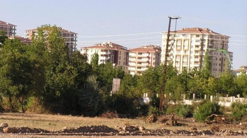 Sadece Yeşillik Yok Edilmiyor, Meyve Gen Kaynakları Da Bitiyor