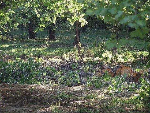 Sadece Yeşillik Yok Edilmiyor, Meyve Gen Kaynakları Da Bitiyor 1