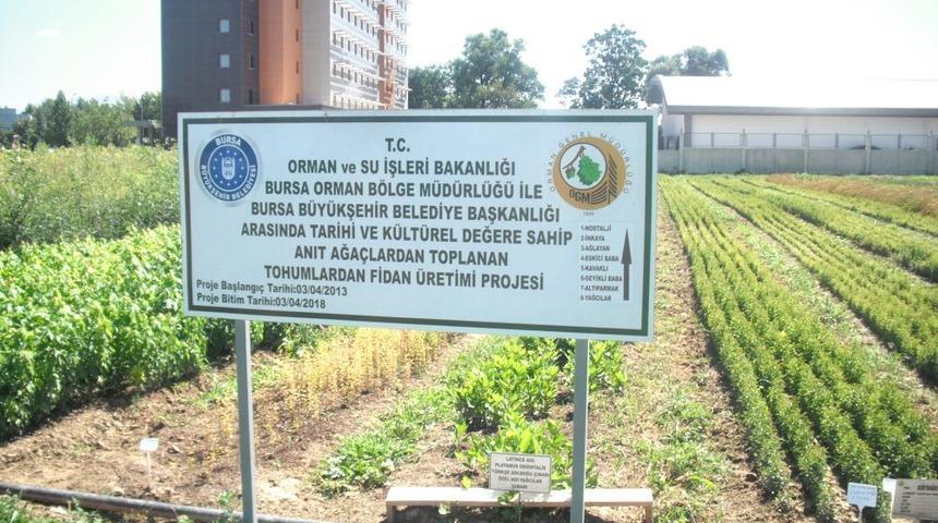 Klonlanan &Ccedil;ınarlar Yeşermeye Başladı