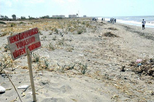 Akdeniz'de Carettalar Temiz Sahile Kavuştu